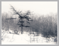 Укажет ветру путь, которым дуть...