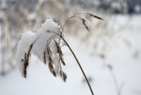 В снежном одеянье...