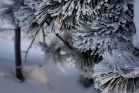 Пушистый стланик