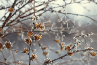 Свежайшим инеем подернуты, и солнцем подогреты...