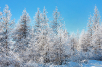 зимушка зима