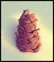 Я в снегу подтаявшем,около ствола,гладенькую,мокрую,шишку подняла...