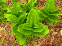 Подскажите как называется это растение?