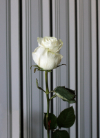 White Rose