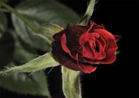 Творящему дарил он вдохновенье, а любящим - признания поклон...