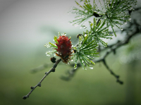 Слезы Тумана