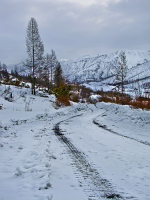 Вместе с холодами и лесами