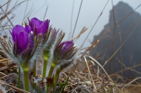 Пробуждение