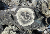 улыбка природы