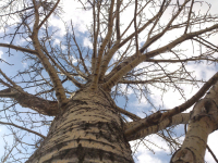 Большое дерево