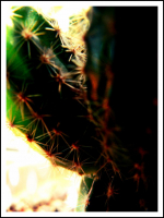 Житель подоконников