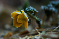 Утренний мороз