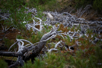 Поверженный лунь