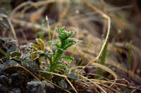 Под легким инеем...