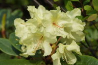 РОДОДЕНДРОН