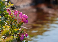 Летний этюд