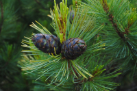 шишки зреют