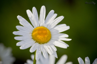 Ромашки после дождя