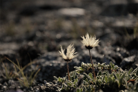 Солнечный пушистик...