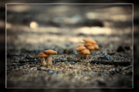 Лето - это маленькая жизнь...