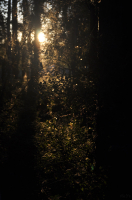 Вечерне летняя