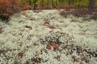 Секретный фАрватер