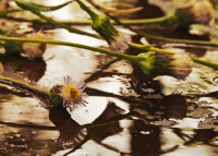 Дождями умытое лето...