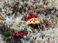 Дары колымской осени