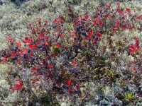 Расплескалась синева...