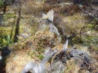 старый пень