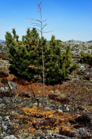 они любят стриптиз...