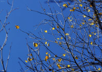 Кружит себя на прощание осень...