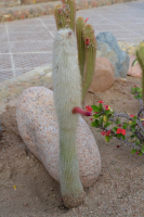 Вот, какая шутка природы)