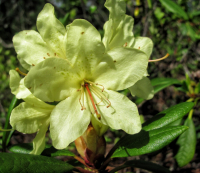 Рододендроны