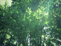 Кленовый свет