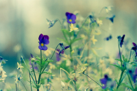 В них осени дыханье...