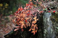 Танец листьев в нарядах златых