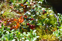 Ягодка - брусничка. ЛЕТО...