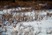 Маленький лес