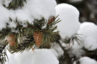 ель колымская