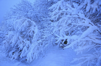 Под тяжестью зимнего сна