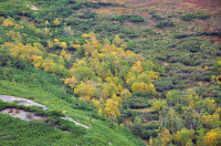 осеннее разноцветие