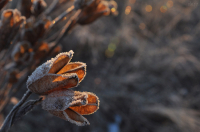 ирисы в сахаре