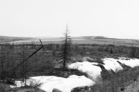 Ёлочка держись..