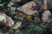 Весенняя звездочка