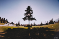 Очень широкоугольное дерево