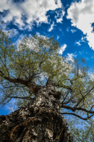 Когда деревья были большими...