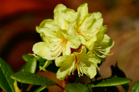 Рододендрон