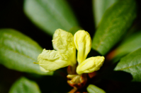 Рододендрон в ожидании