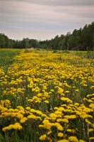Красок желтое раздолье...